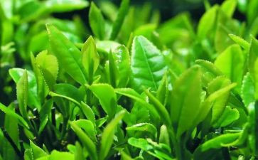 茶大班教案反思7篇