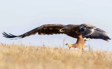 一只猎雕的遭遇读后感7篇