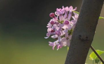 二年级一株紫丁香教案6篇