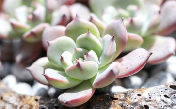 关于多肉的植物作文5篇