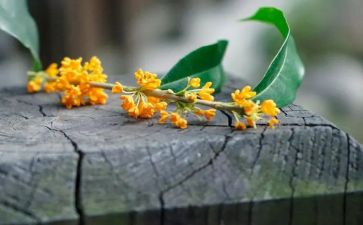桂花村作文优质5篇