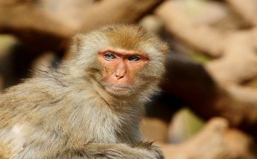 小猴子的教案精选7篇