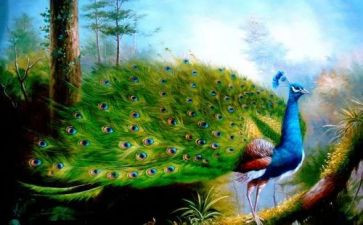 看孔雀作文300字5篇