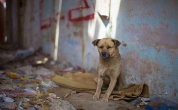 流浪猫的家作文参考5篇