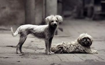 流浪猫的家作文精选6篇