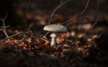 画蘑菇屋教案精选7篇