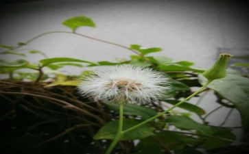 蒲公英的作文最新6篇