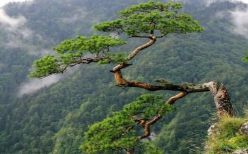 作文松树600字最新5篇