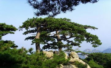 松树优秀作文5篇