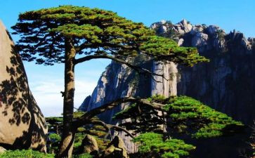 作文松树600字5篇