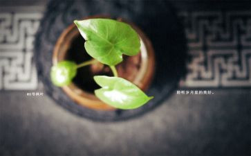 青春岁月作文6篇