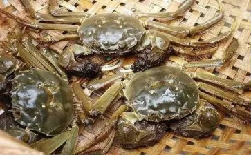 大班美术小螃蟹教案8篇