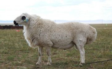 读牧羊儿读后感最新7篇