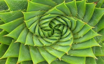 我的植物作文通用8篇